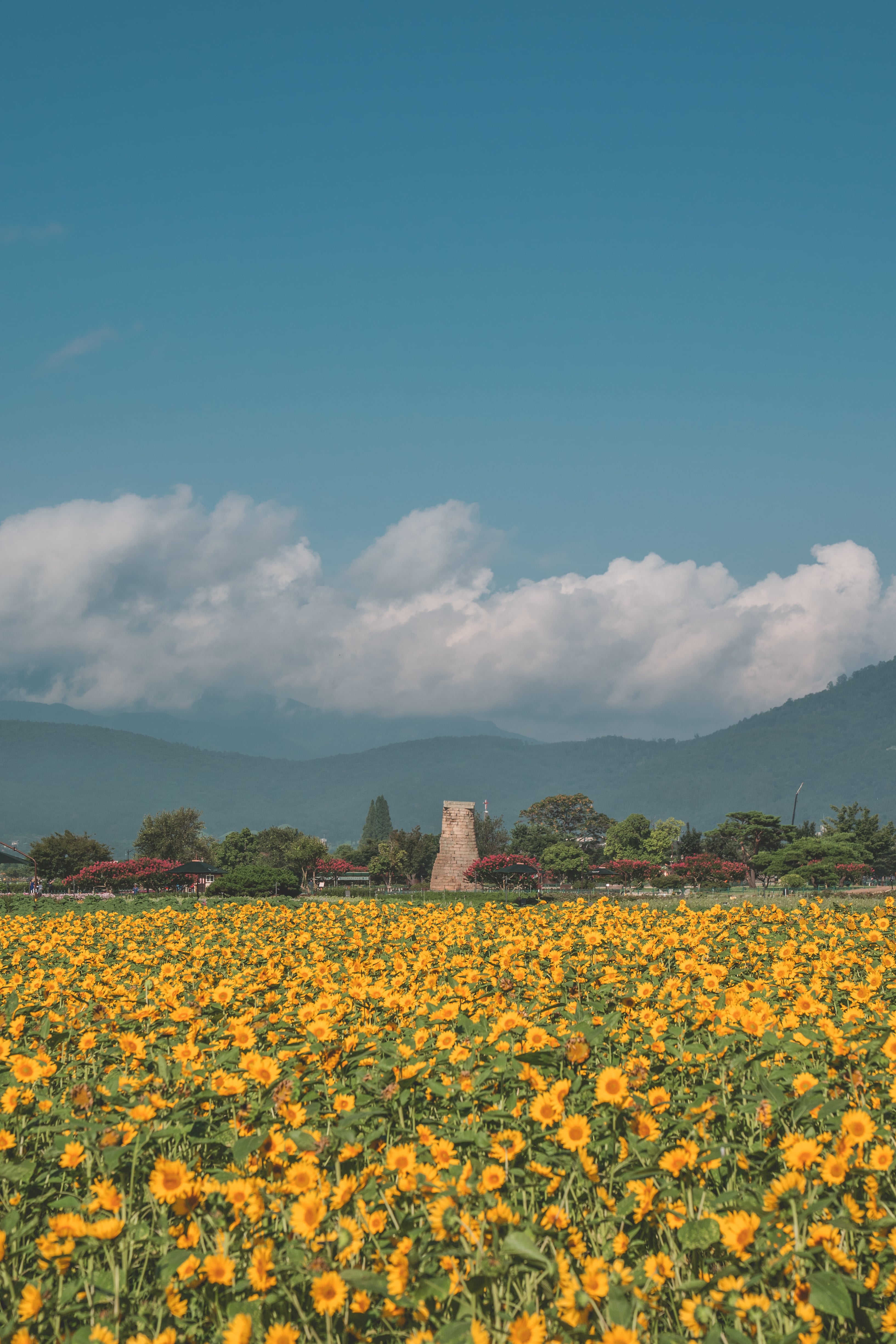 경주 첨성대 해바라기밭