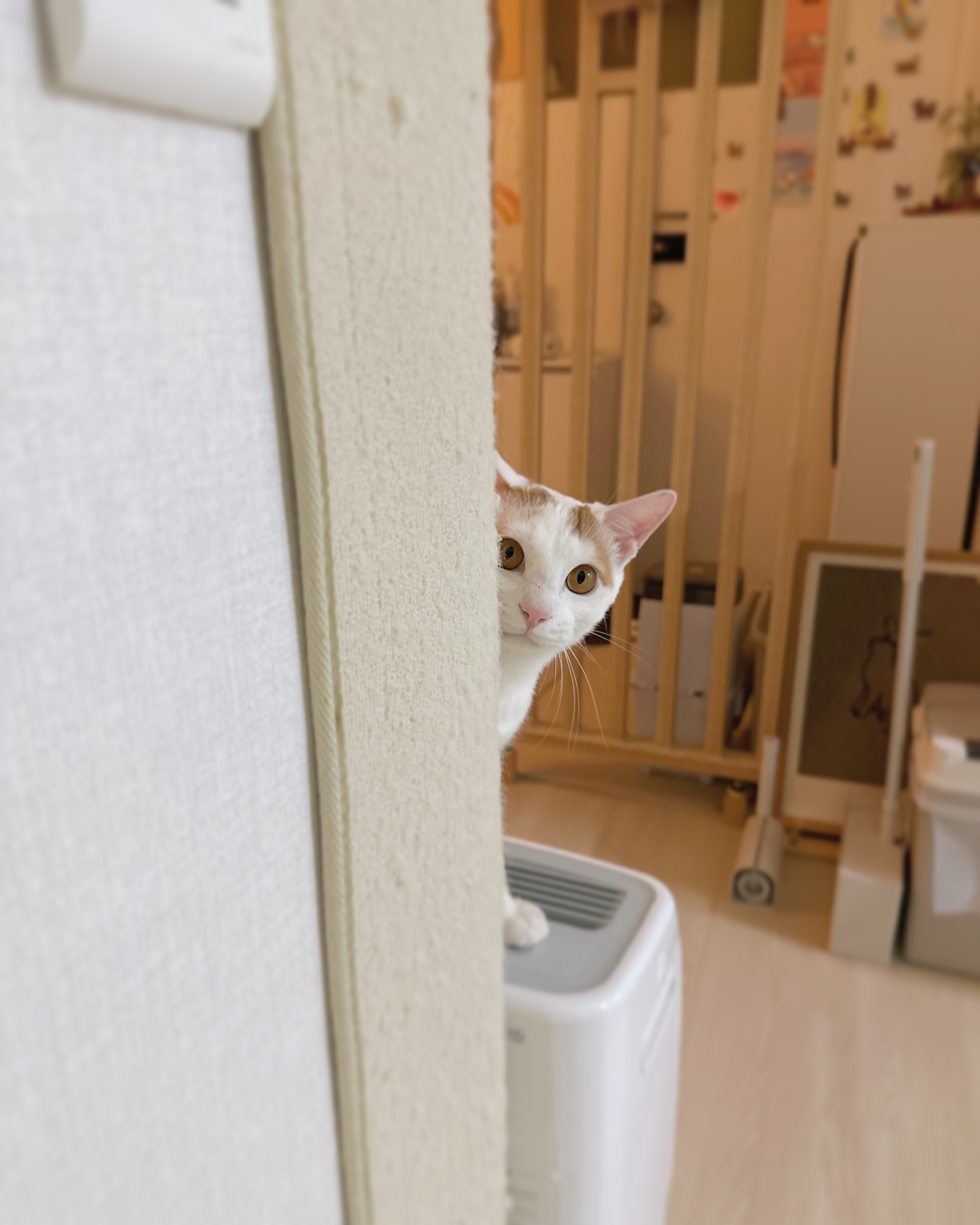 고양이 복막염