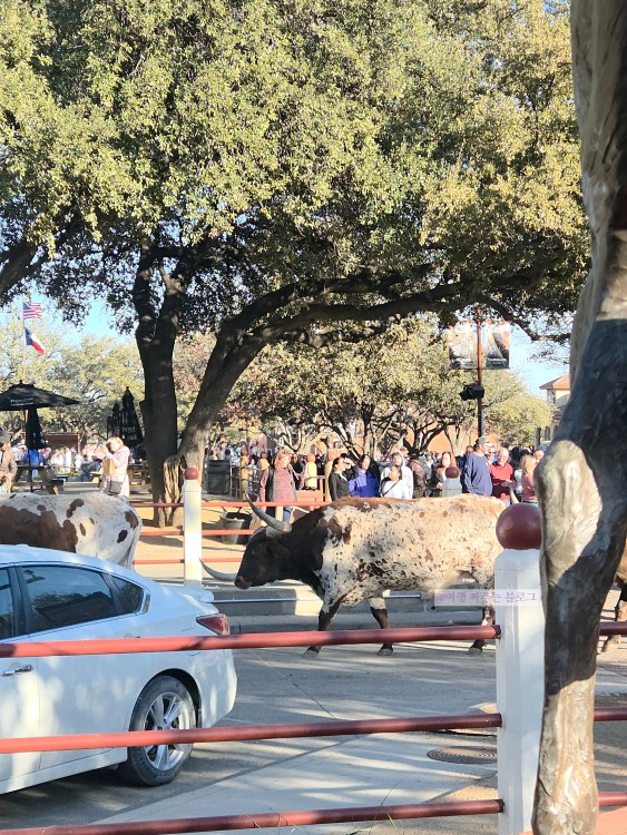 #포트워스스톡야드 #이서진달라달라