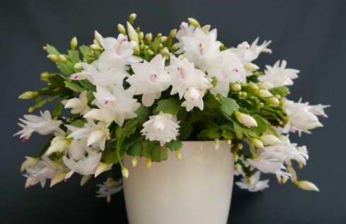 겨울 꽃 게발선인장