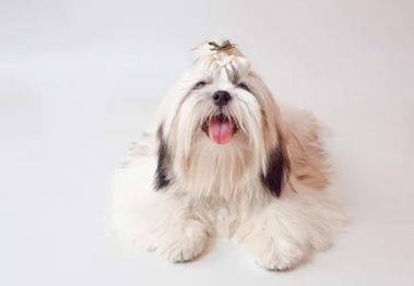 시츄/출처:어도비스톡