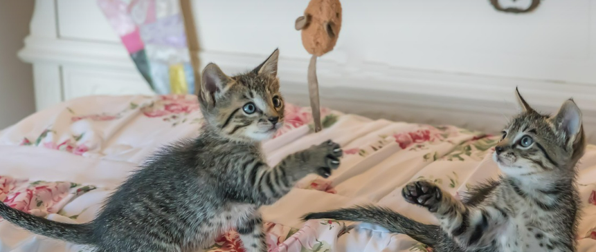 어린 고양이 2마리가 장난감을 가지고 노는 이미지