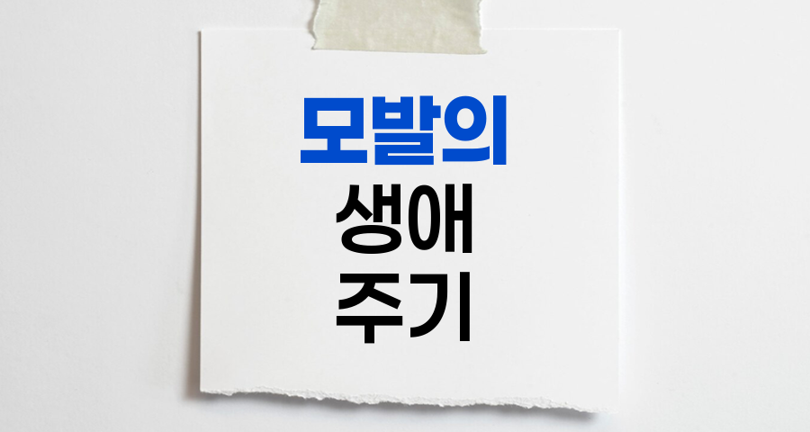 모발의 생애주기와 탈모 예방 전략