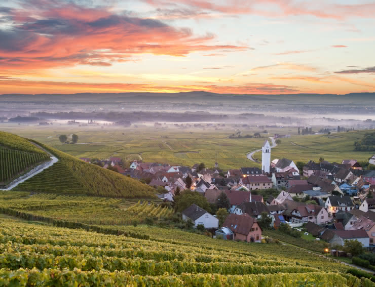 알자스 포도밭(Alsace Vineyard)