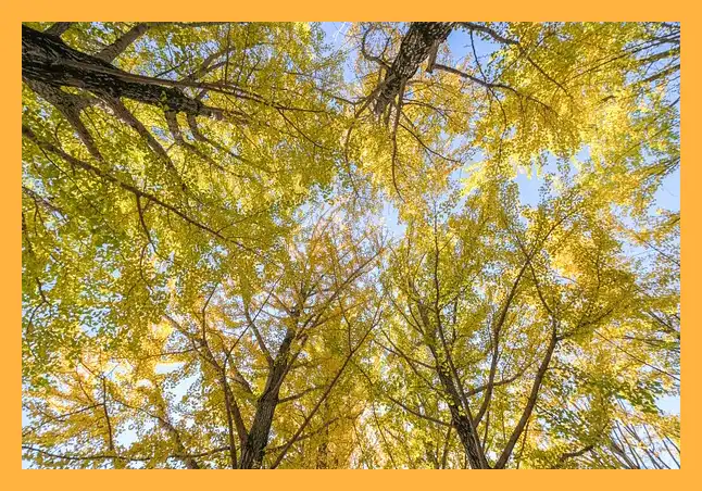 문광저수지 은행나무길