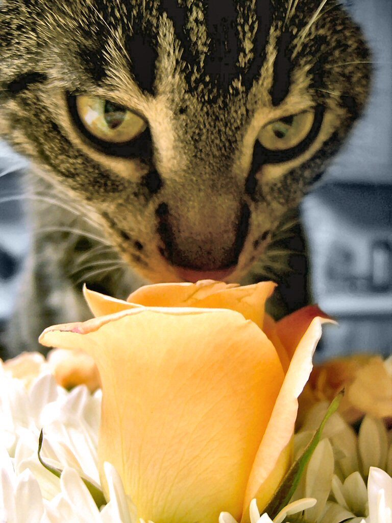 고양이와 식물 관련 사진