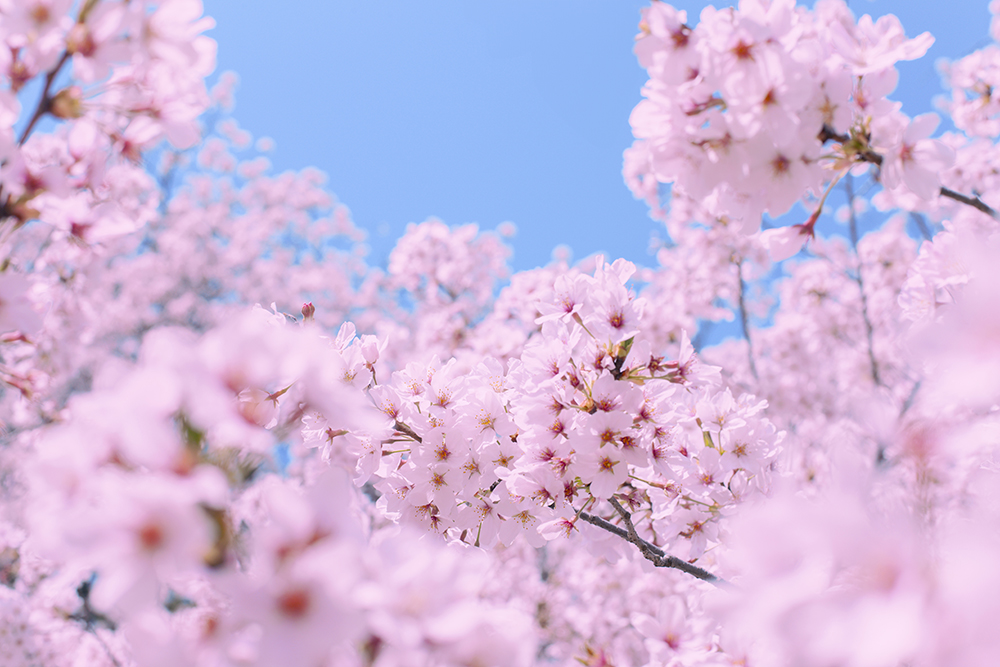 2025 벚꽃 개화시기