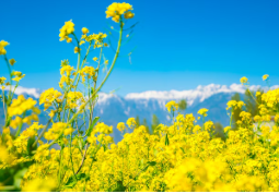 유채꽃