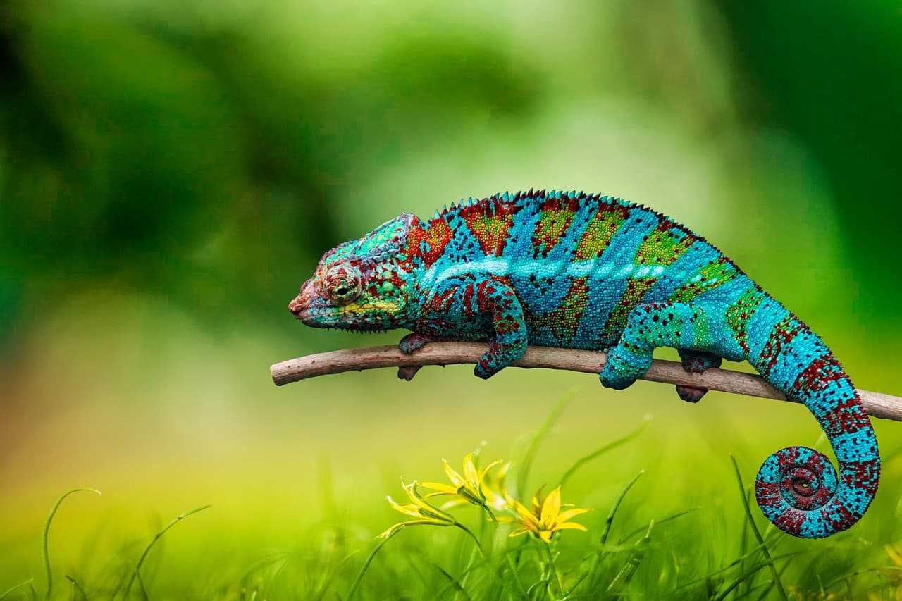 도마뱀의 사료 선택법과 주의할 점