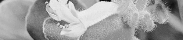 장미허브 꽃 모양