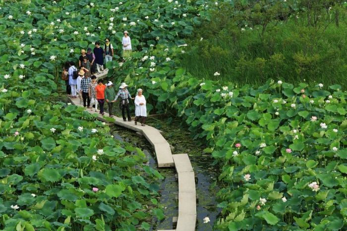 연꽃사이로 구경하는 관광객들