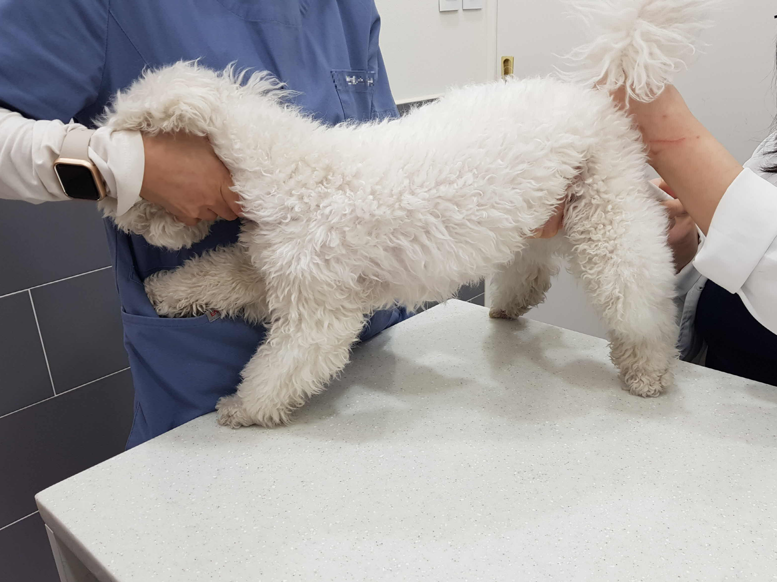 강아지 체온측정