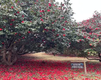 서천 동백꽃 주꾸미 축제_15