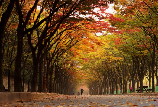 인천/명품/단풍/명소