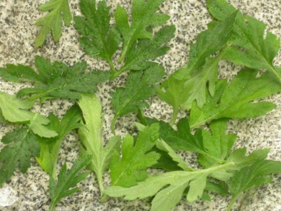 야생에서 채취를 한 국화의 잎을 깨끗하게 세척한 후에 바닥에 여러 개를 놓아두고 찍은 사진