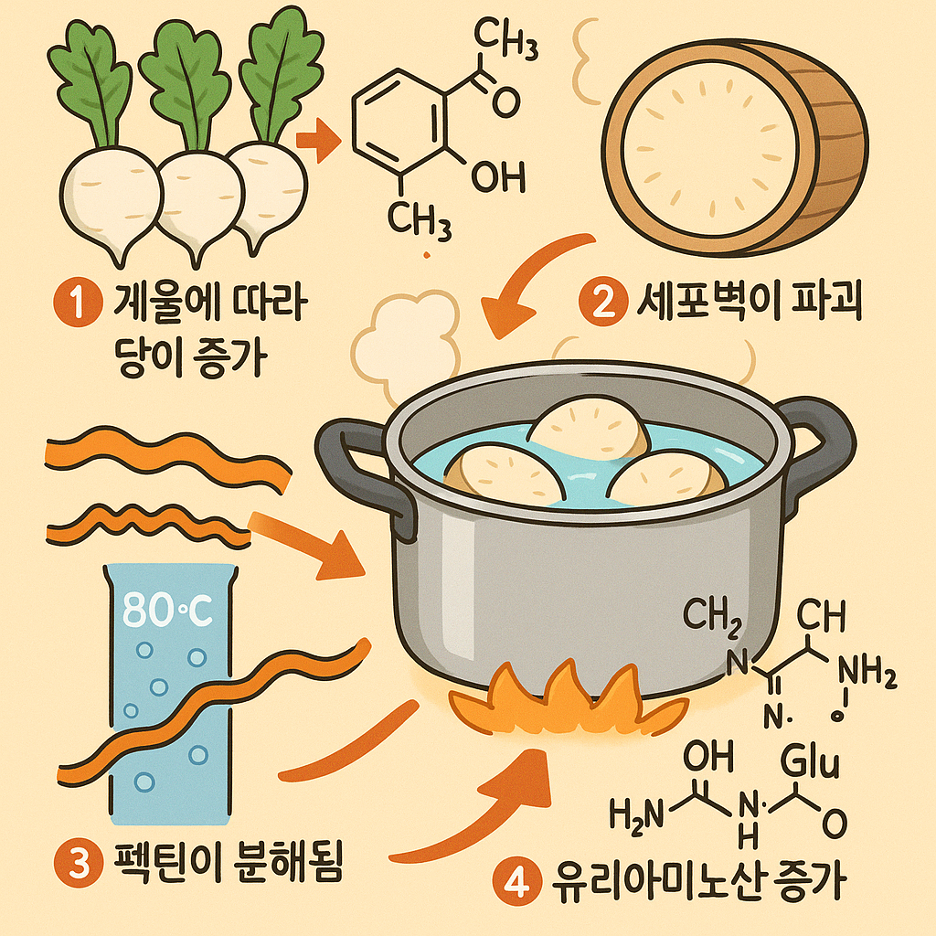 겨울무를 끓일때 단맛이 폭발하는 이유