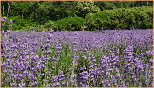 잉글리쉬 라벤더