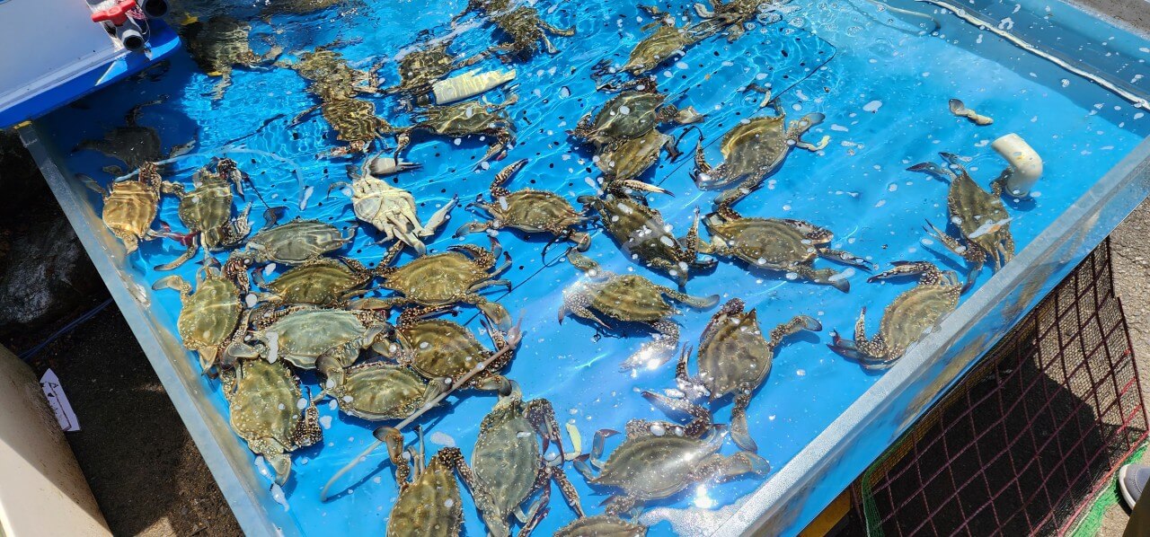 생생정보통 꽃게장 꽃게탕 간장게장 강화 맛집