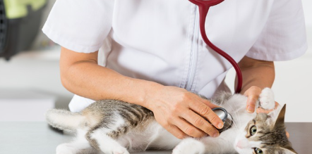 수의사와 고양이의 사진.