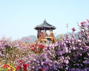 서산 국화축제_25