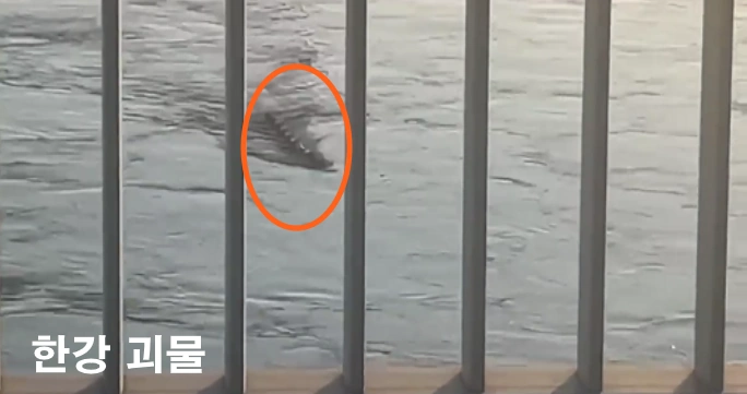 한강 괴생물체 