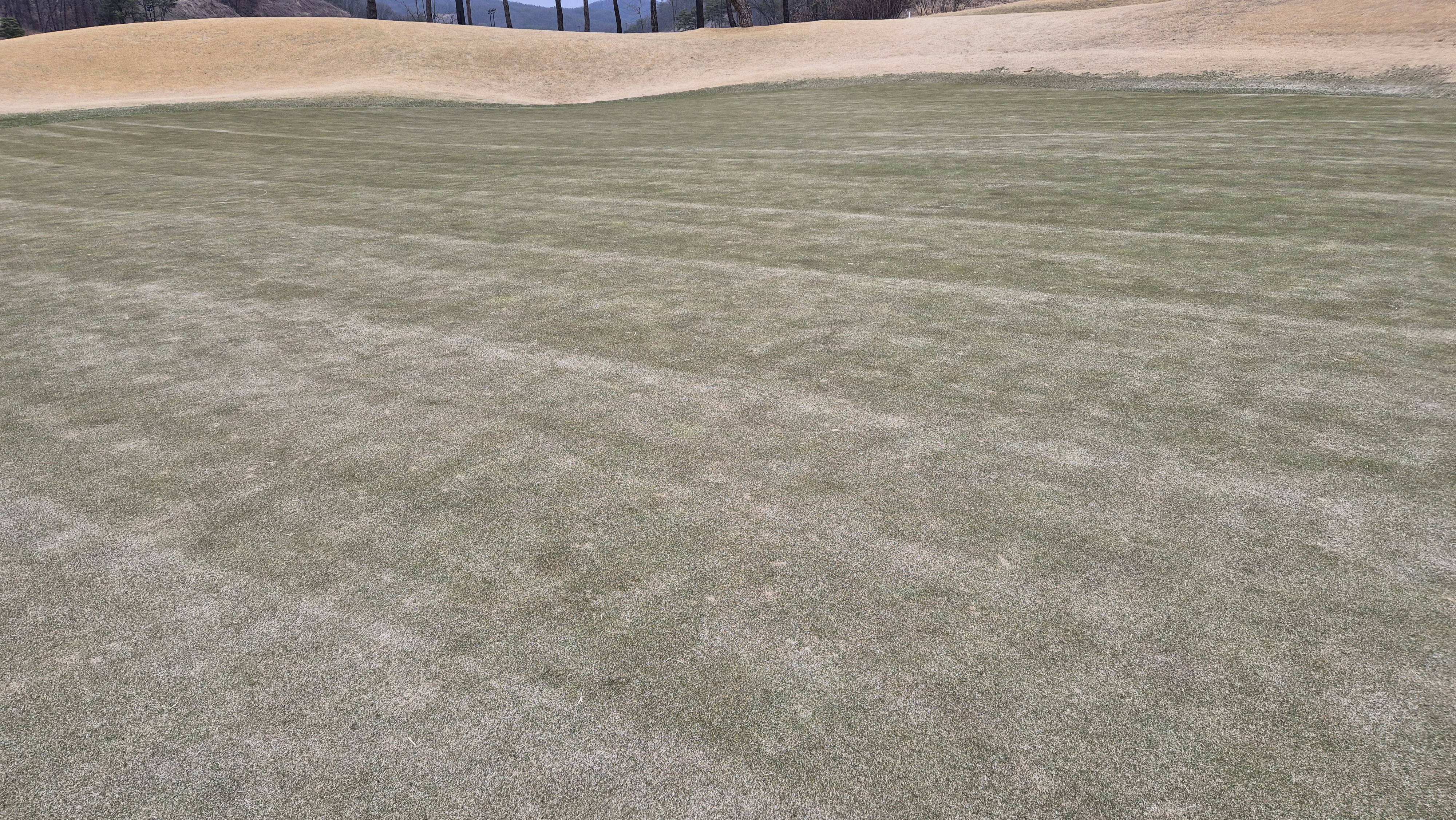 세현cc 그린 관리 상태