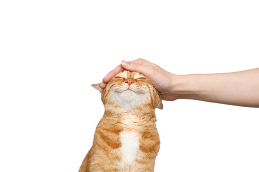 고양이