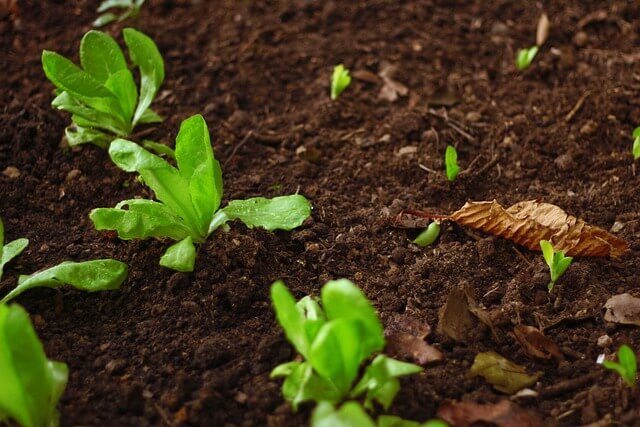 2025년 최신 농지연금 안내 가입 연령과 수령액 알아보기