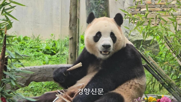 푸바오가 몸을 웅크리고 앉아 있는 모습