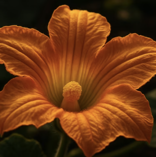 4월에 심는 호박꽃 씨앗, 발아율 200% 높이는 특별한 꿀팁