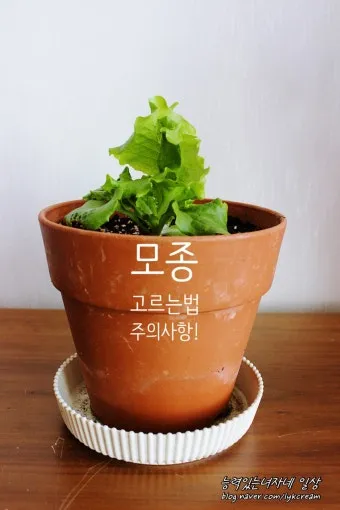 모종 고르는 법 줄기 굵기 잎색 뿌리상태 병해 흔적 확인_20