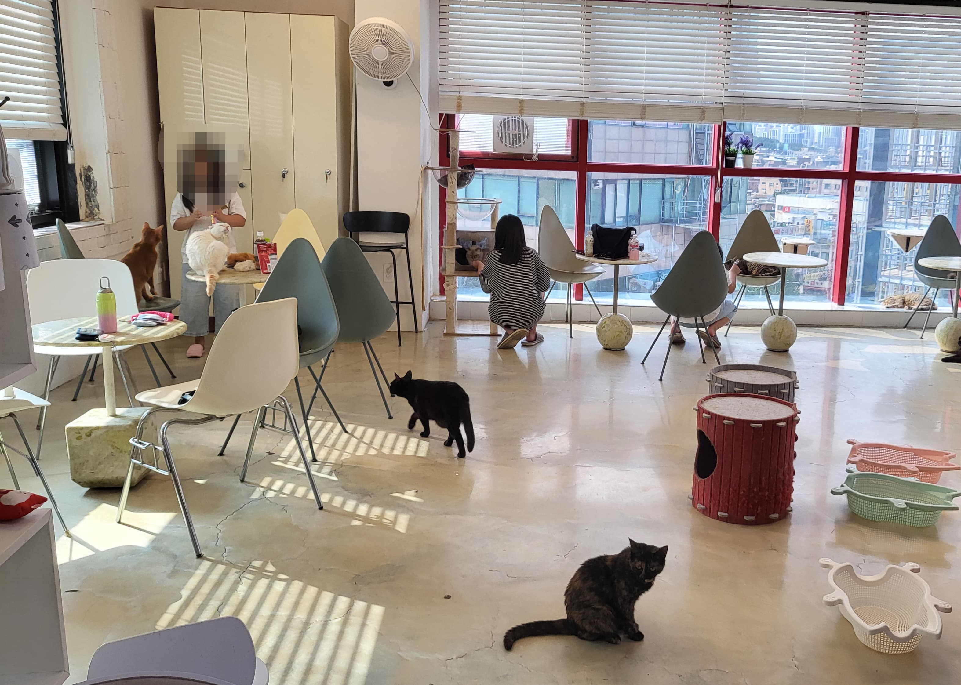 [강북구] 초등학생 딸과 함께 간 고양이 카페 후기-아이와 갈만한 힐링 장소 추천!