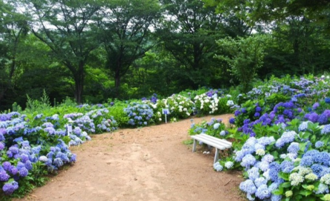 경상권 수국명소 추천 7곳, 여름의 정취를 만끽할 수 있는 곳