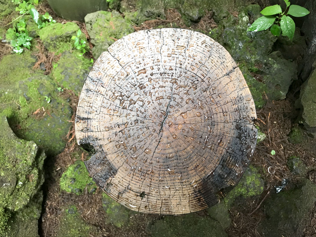 제주 서귀포 절물자연휴양림 잘린 밑둥 나이테 무료 이미지