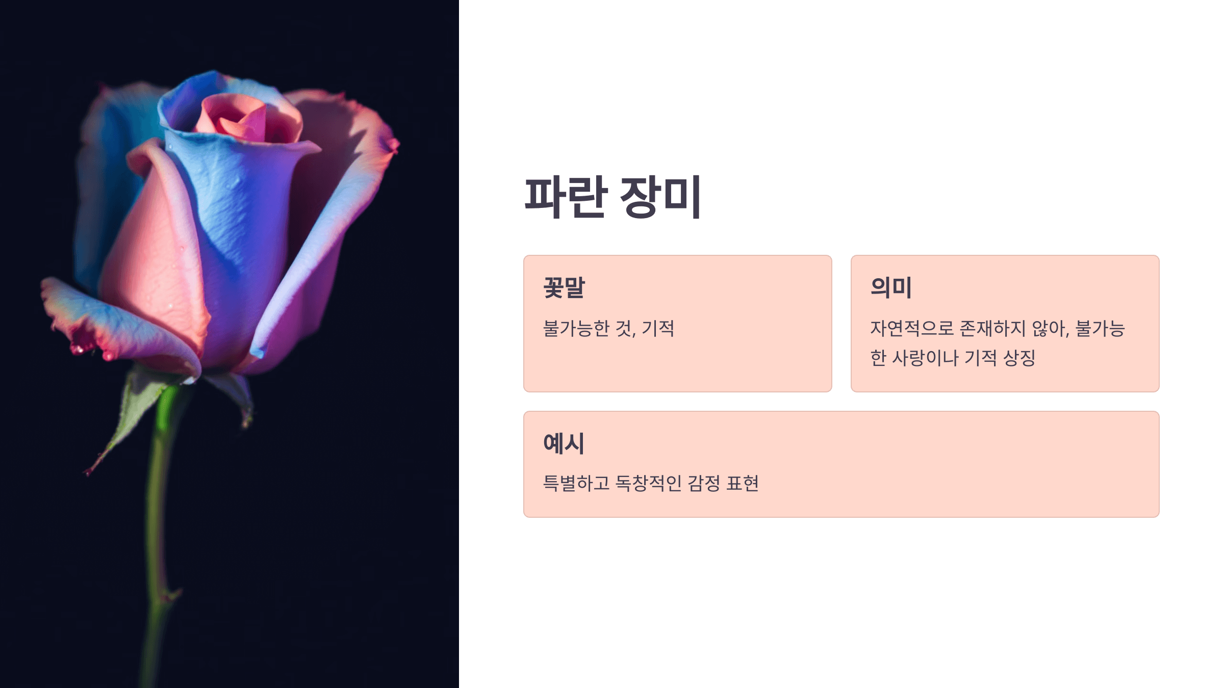 장미 사진입니다.