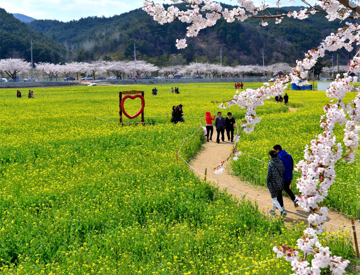 삼척 맹방유채꽃 축제 사진3