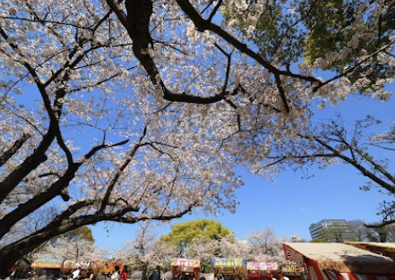 후쿠오카-벚꽃-여행