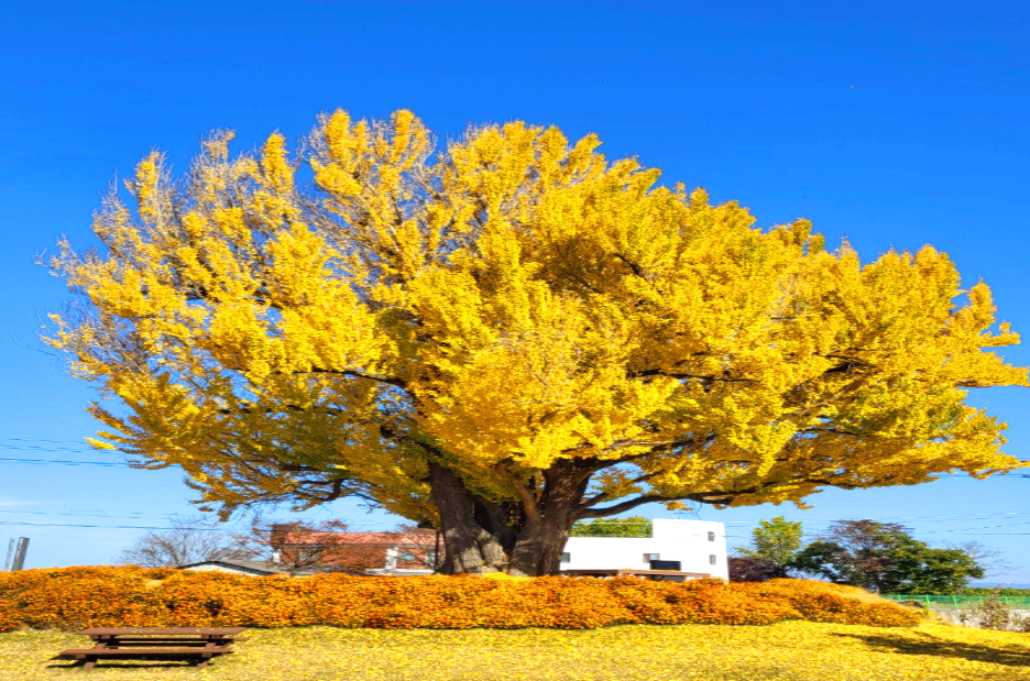 논산 성동 은행나무