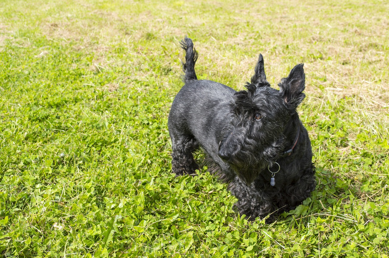 스코티시 테리어(Scottish Terrier)5