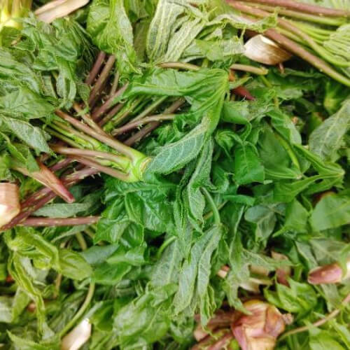 엄나무순장아찌 데치기 먹는법 효능과 보관법 관련사진