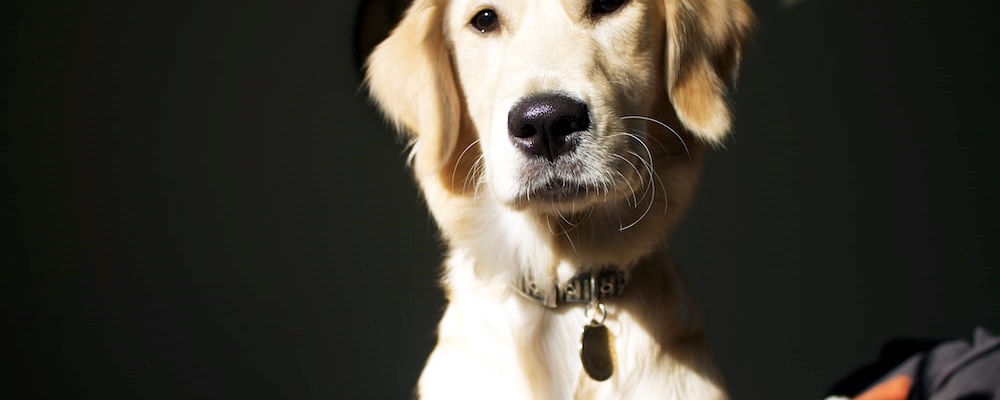 새끼 강아지 목욕 16