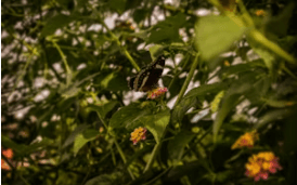 멸종위기종 복구 프로그램의 서식지, 재도입, 지역사회