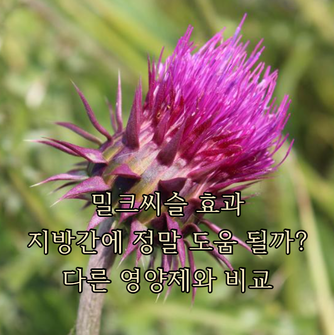 밀크씨슬 효과, 지방간에 정말 도움 될까? 다른 영양제와 비교