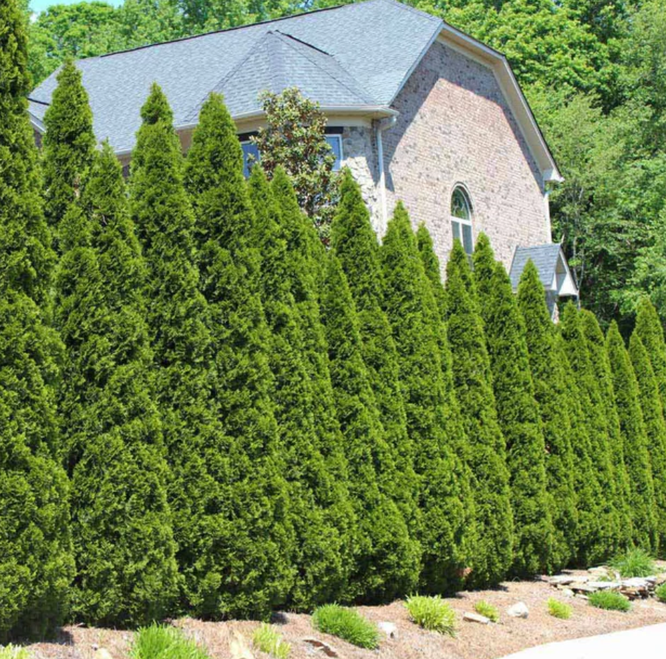 Arborvitae