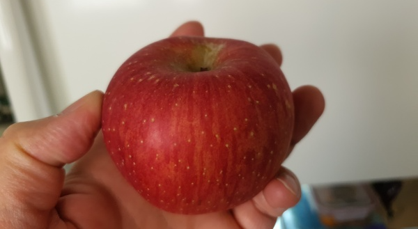 빨갛게-잘익은-사과-한개
