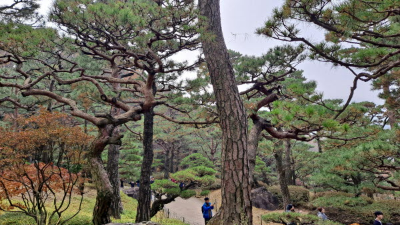 단풍명소_화담숲_소나무정원
