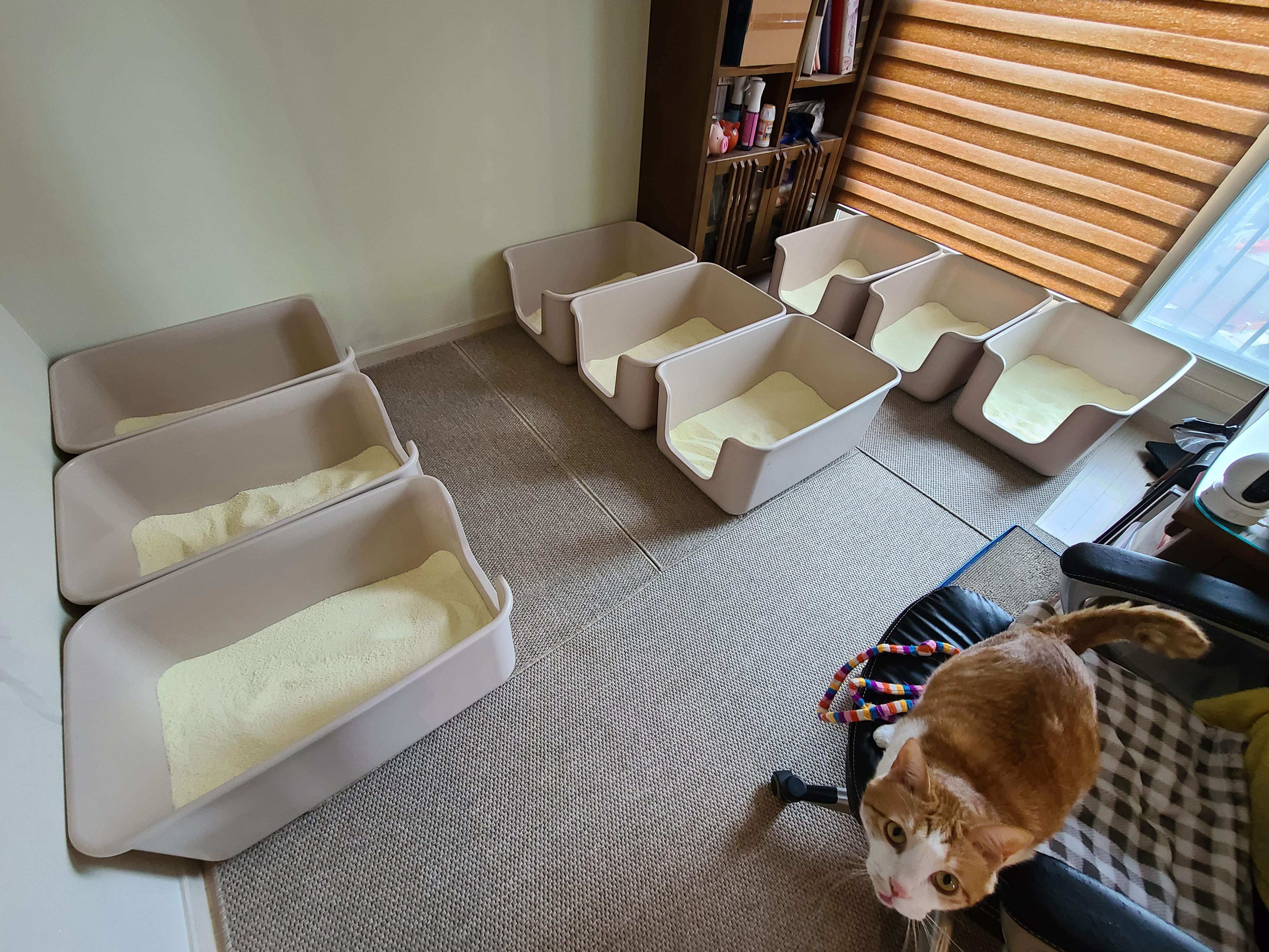 고양이 모래와 화장실의 중요성. 고양이 화장실 변천사