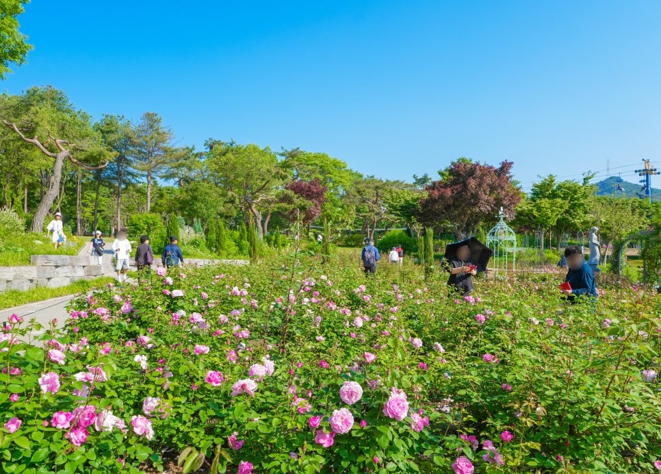 서울대공원 장미축제