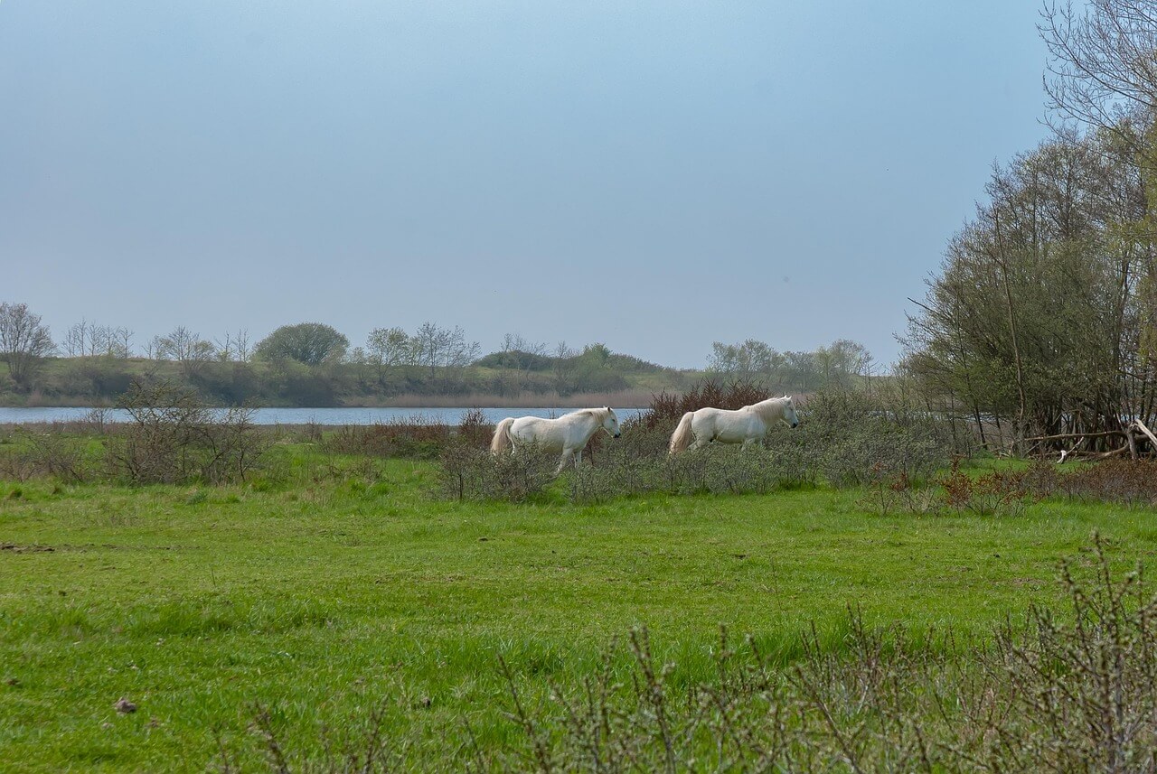 버팀목 전세대출 조건
