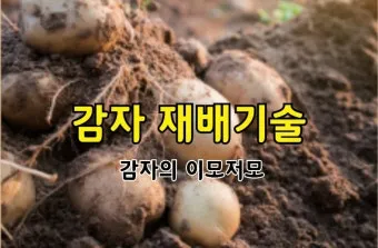 감자 재배 달력 파종 북주기 역병 관리 수확 및 저장_26